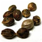 Семена марихуаны АК-47  (Seeds AK-47) в Сухиничах